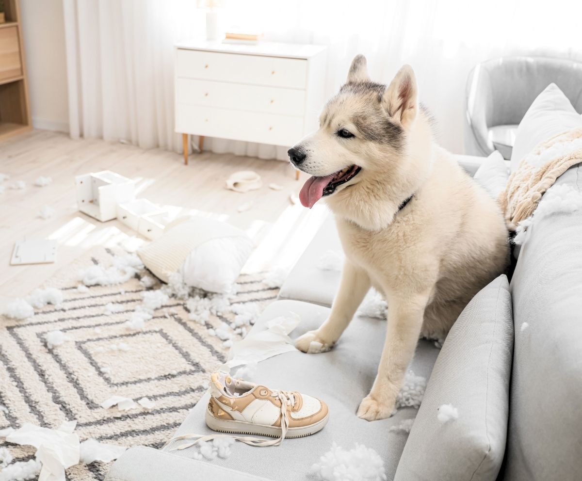 Dog broke couch house